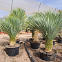 Yucca Rostrata Nacional EXTRA