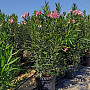 Oleander Nerium C35 - keříkový bílý, růžový, červený