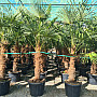 AKCE Trachycarpus Fortunei - mrazuvzdorná palma (-17C)