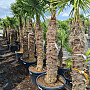 AKCE Trachycarpus Fortunei - mrazuvzdorná palma (-17C)