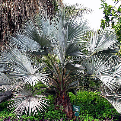 Brahea Armata - Mexická modrá palma