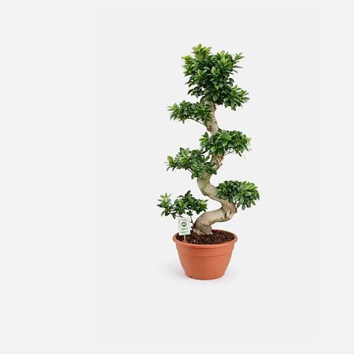 Ficus Microcarpa