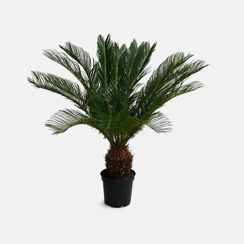 Cycas Revoluta