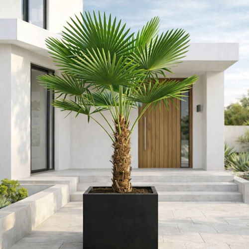 Trachycarpus Fortunei - pěstování