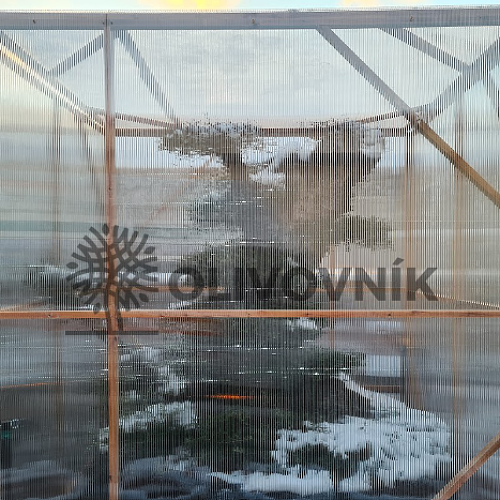 Jak zazimovat olivovník