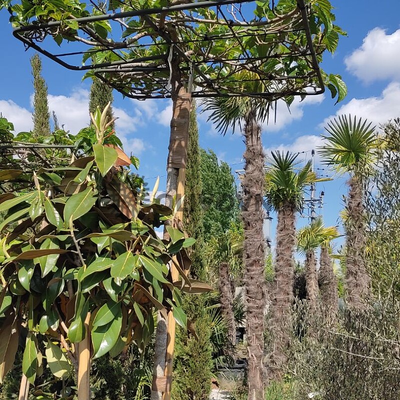 Platan / Morus platanifolia
