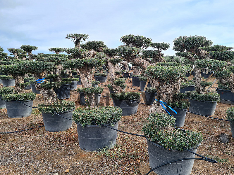 Olivovník Evropský - Lechin Pon Pon Bonsai Mediano Speciale