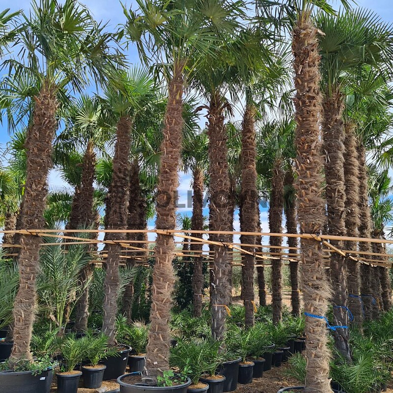 2026 Rezervace / Trachycarpus Fortunei - výška kmene 580cm + koruna, mrazuodolná do -17C