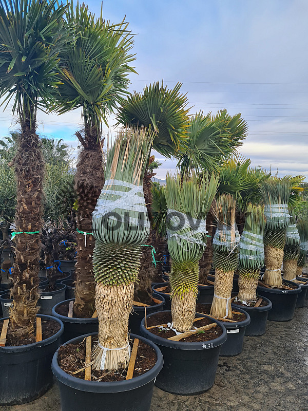 Yucca Rostrata EXTRA - 90cm