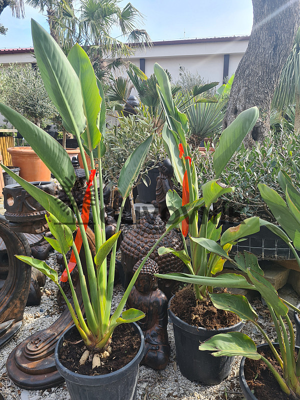 Strelitzia Reginae