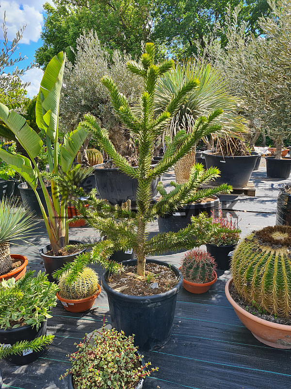 ARAUCARIA ARAUCANA / BLAHOČET ČILSKÝ