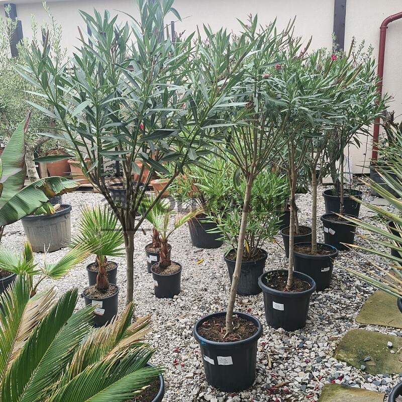 Oleander na kmínku 120/140cm, 15Lt