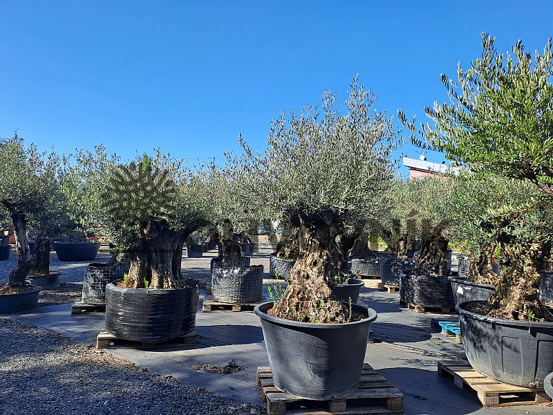 Olivovník Evropský - Bonsai