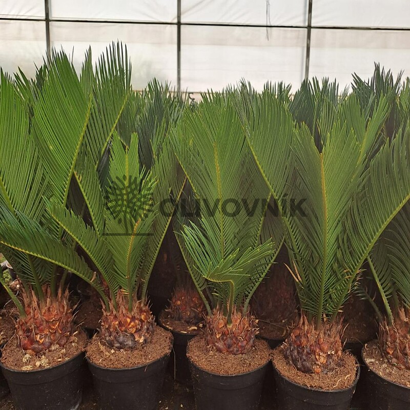 2026 Rezervace / Cykas revoluta 10lt / Cycas Revoluta