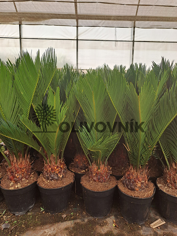 AKCE Cykas Revoluta - Cycas Revoluta