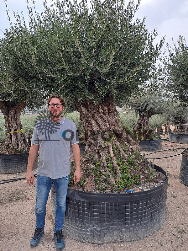 Olivovník Evropský - Bonsai Lechin Grande