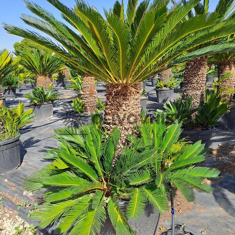 Cykas Revoluta - Cycas Revoluta