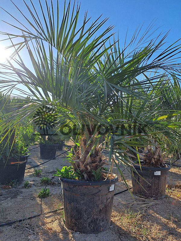 BUTIA CAPITATA