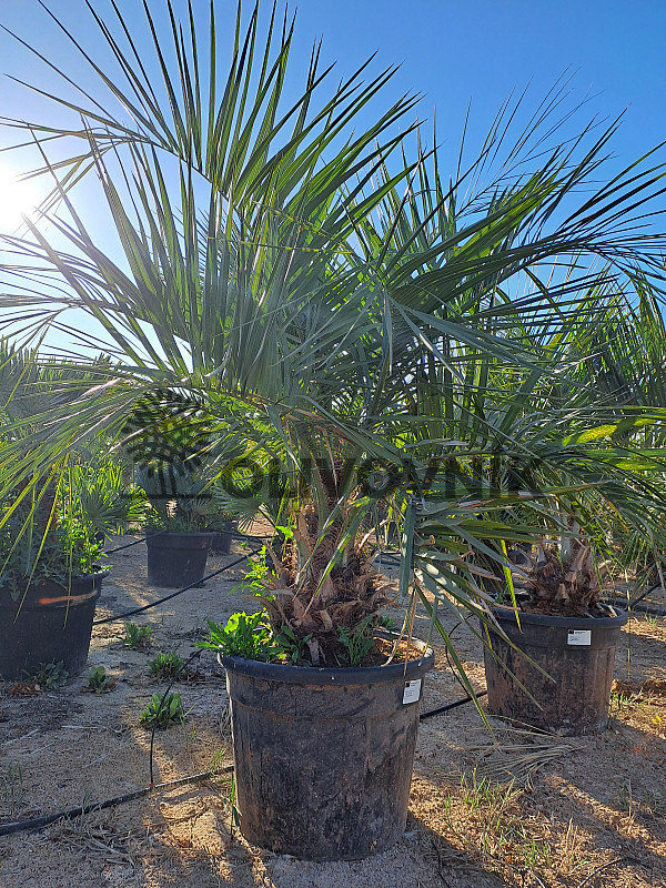 BUTIA CAPITATA 70Lt