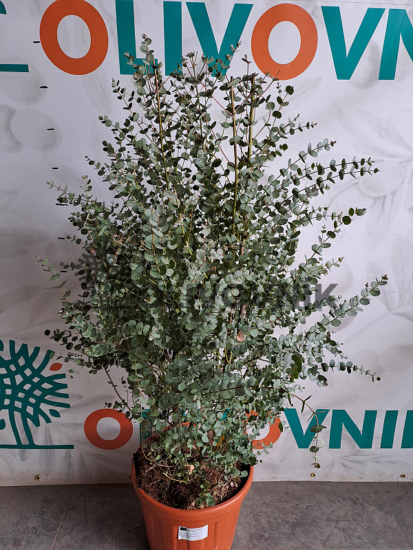 EUCALYPTUS GUNNI / 120cm, 25Lt