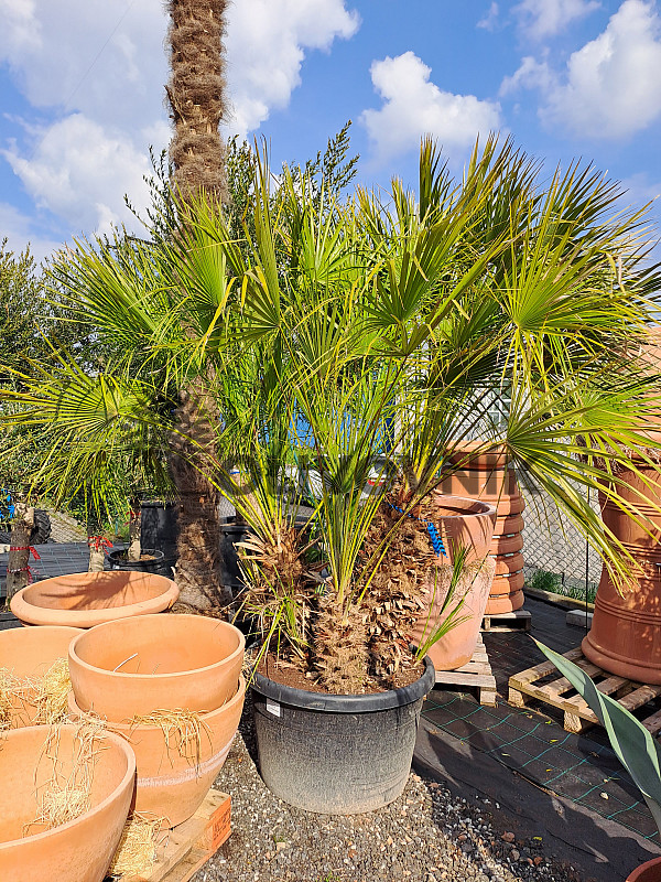 Chamaerops Humilis - Grupo - 3/7kmenu