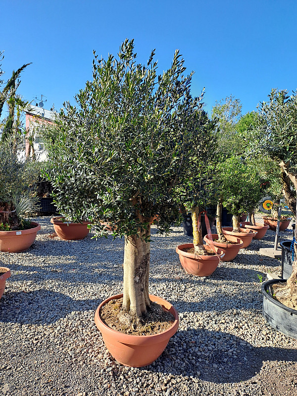 Olea Europaea Bonsai Joven T90 - 180/210cm