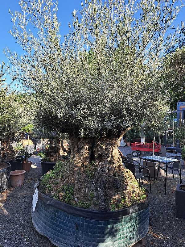 Olivovník Evropský - Bonsai Lechin Grande