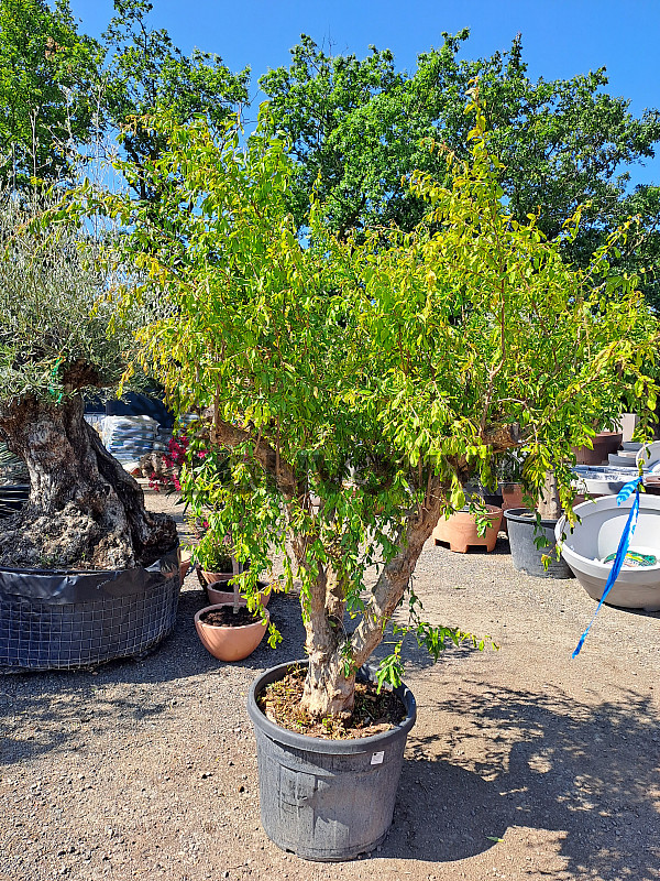 Granátové jablko (PUNICA GRANATUM) - 200/220CM