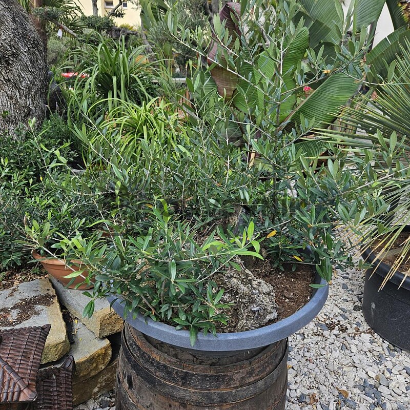 Olivovník - Olea Europaea Bonsai S