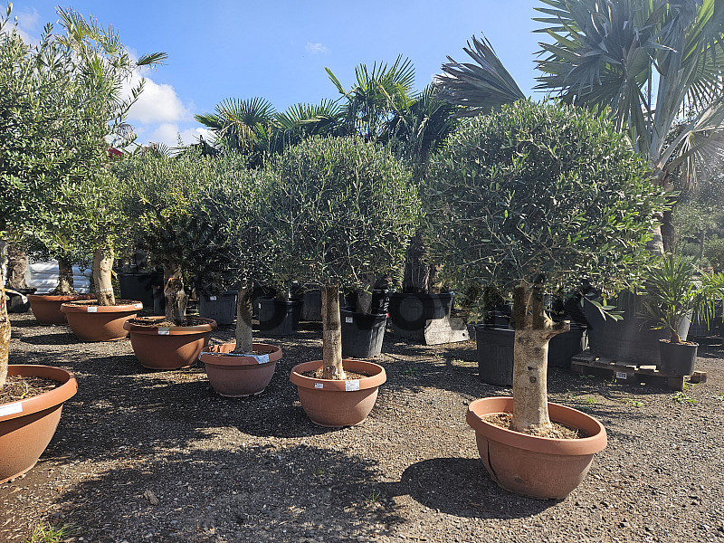 Olivovník - Olea Europaea - Bonsai Tarrina Q60