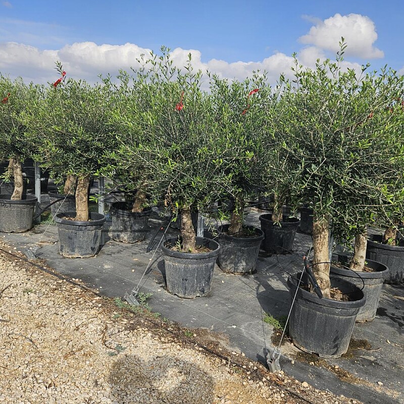 2026 Rezervace / Olivovník Evropský - Intensivo