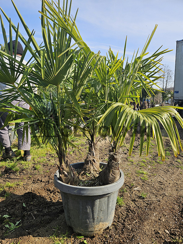 Trachycarpus Fortunei - trojkmen - mrazuvzdorná palma (-17C)