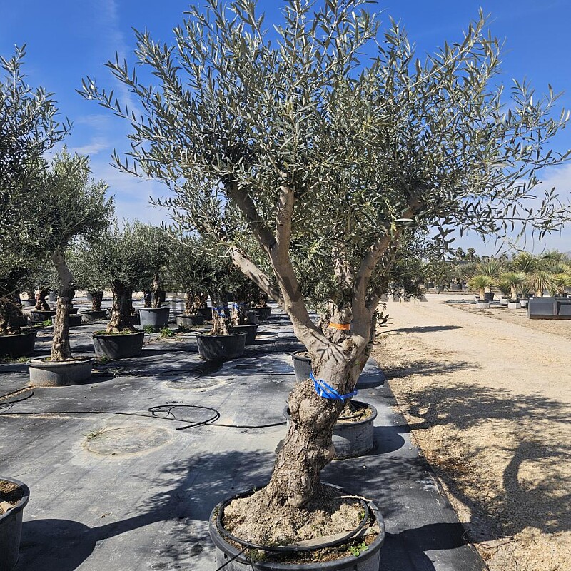 2026 Rezervace / Olivovník Evropský - Hojiblanca Low Pot / 200cm+