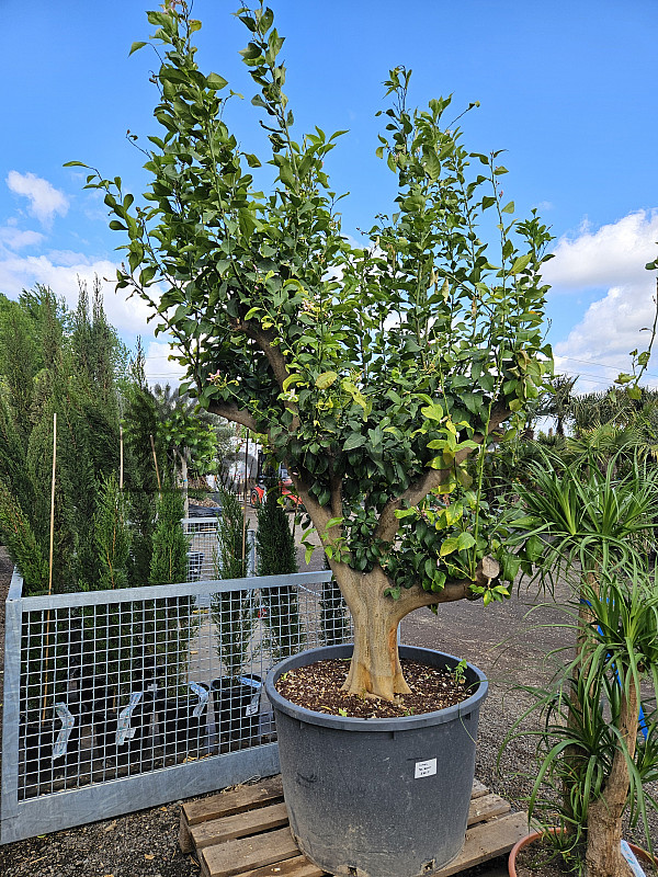 CITRUS LIMON - velký strom cca 260cm