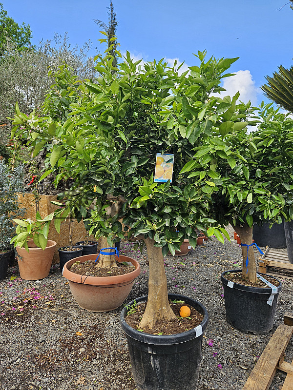 CITRUS SINENSIS / NARJANJO - POMERANČ