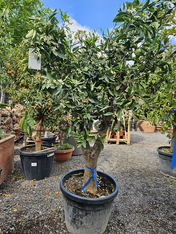 CITRUS SINENSIS / NARJANJO - POMERANČ