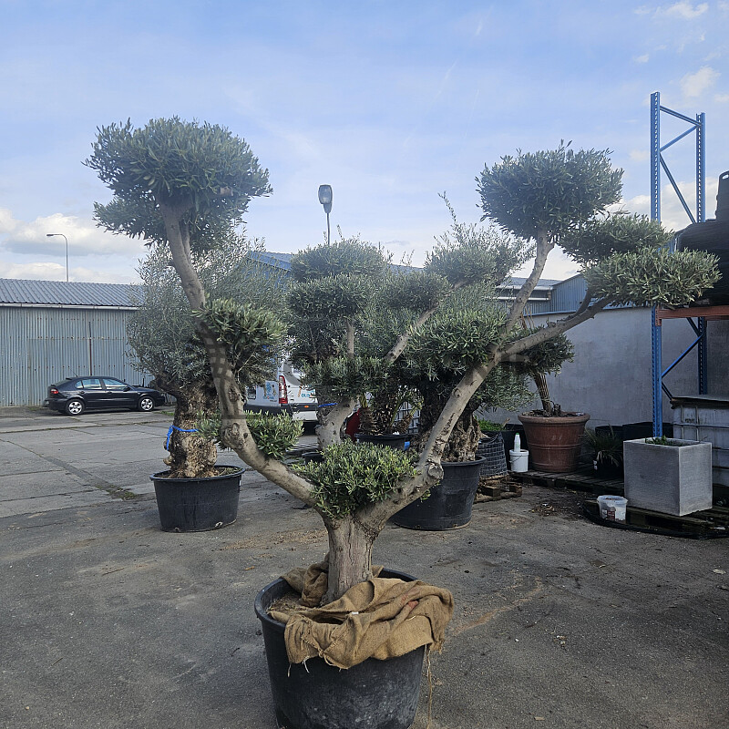 Olea Europaea PON PON EXTRA