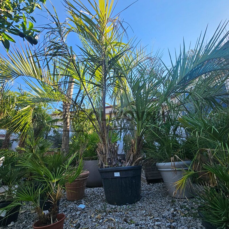 Butia Capitata DOBLE 40/60 100L