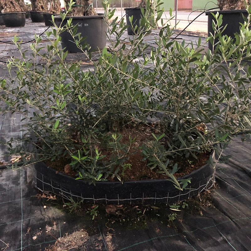 Olivovník - Olea Europaea Bonsai S