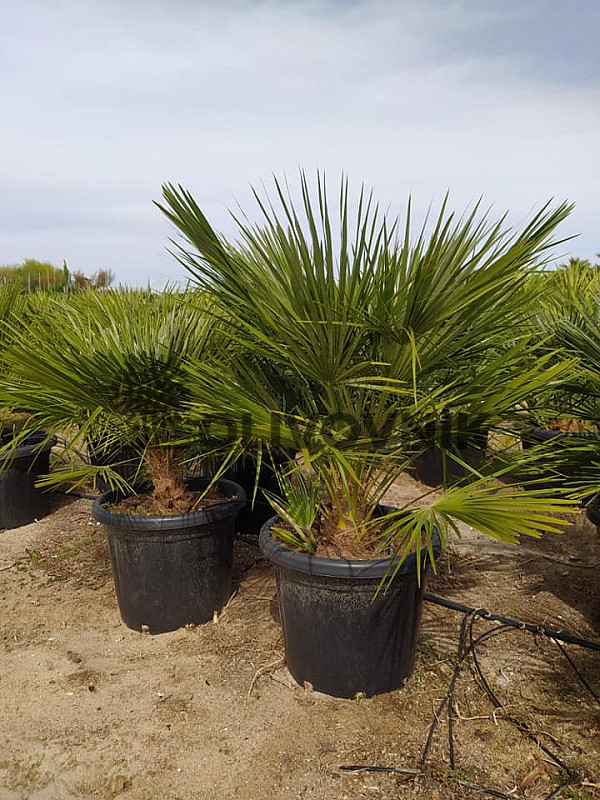 Chamaerops Humilis 10lt / 15lt