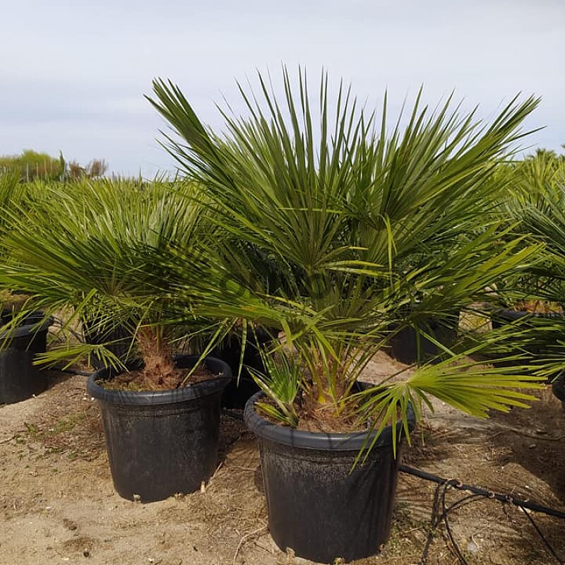Chamaerops Humilis 70lt