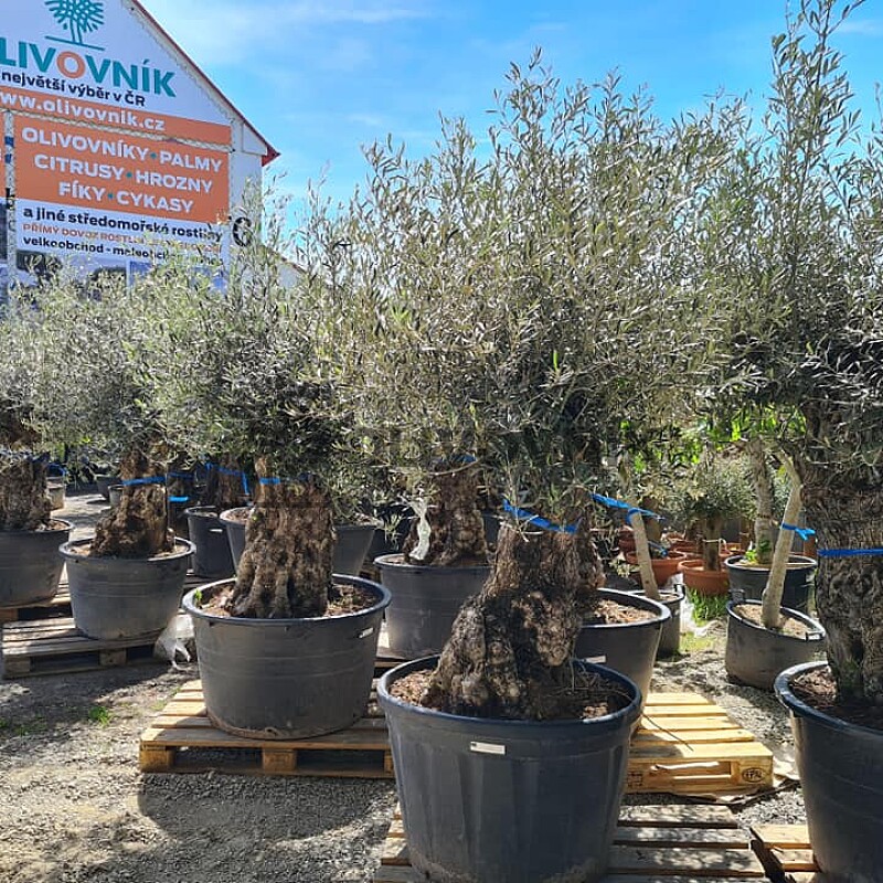 2026 Rezervace / Olivovník Evropský - BONSAI - TOP CENA