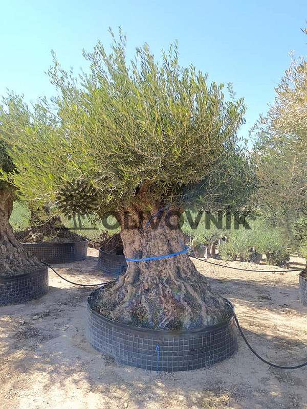 Olivovník Evropský - Bonsai Lechin Extra
