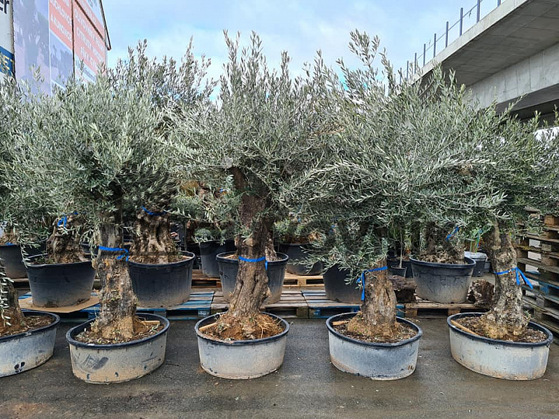 Olea Europaea Bonsai 70/90 old skin flat pot