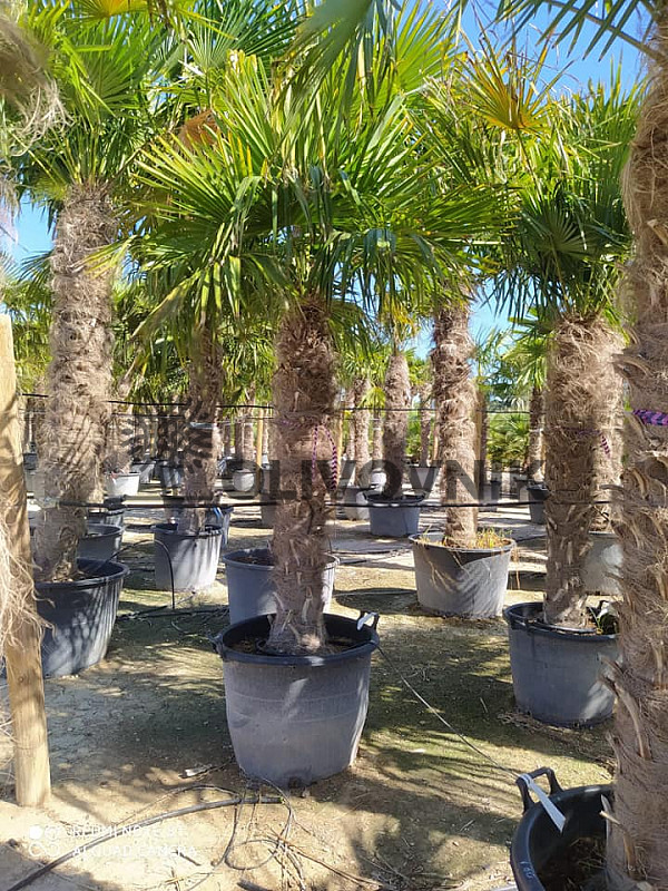 AKCE Trachycarpus Fortunei - mrazuvzdorná palma (-17C)