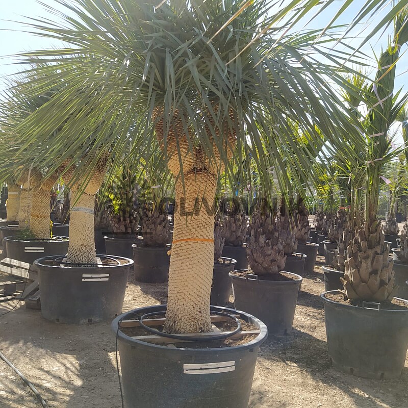 Yucca Rostrata EXTRA DOUBLE - 130cm kmen Y