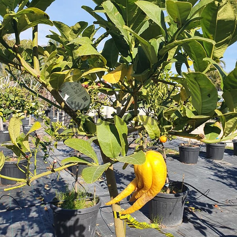 Citrus Budhova ruka - velikost 120 - 140cm