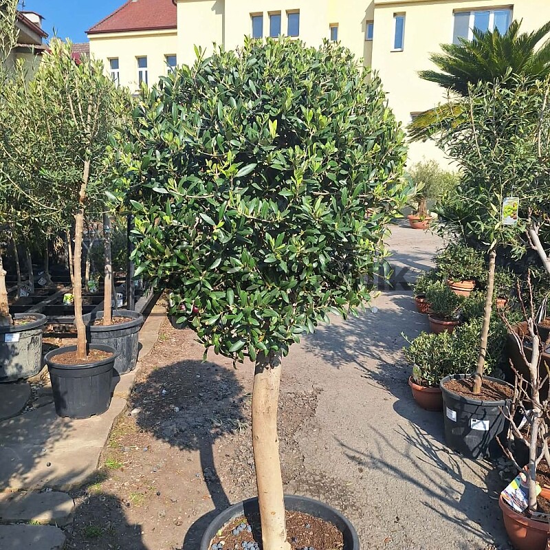 Olivovník Evropský Bola C45 - Olea Europaea