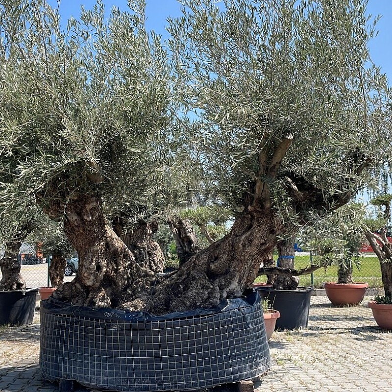 Olivovník BONSAI DOBLE XL