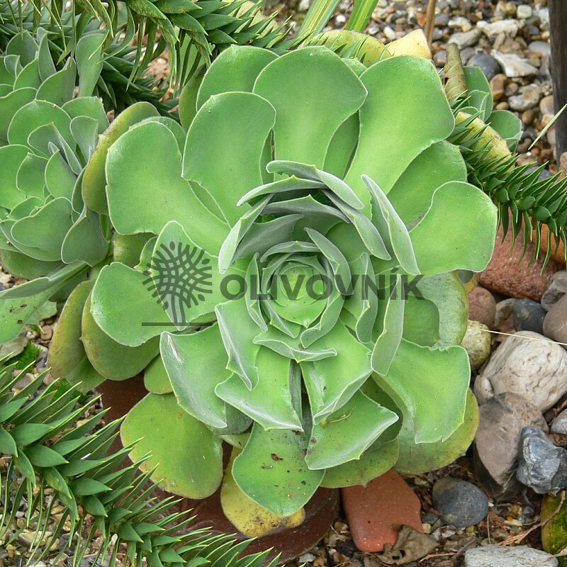 2026 Rezervace / Aeonium Canariensis 15Lt